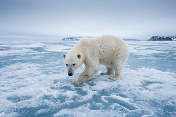 Polar Bear, Svalbard, Norway