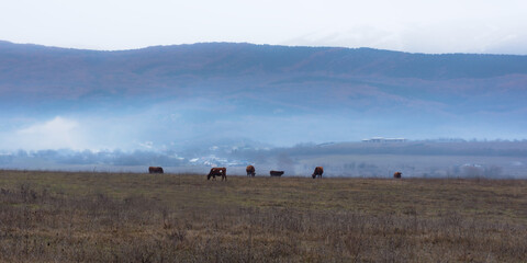 Obraz premium A herd of brown cows graze in a meadow in winter. Early morning in the village. Blue light fog over the field. The breeding of cows. Beautiful landscape with purple haze and snowy mountains.