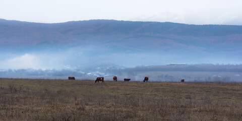 A herd of brown cows graze in a meadow in winter. Early morning in the village. Blue light fog over the field. The breeding of cows. Beautiful landscape with purple haze and snowy mountains.