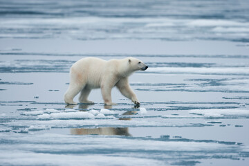 Obraz na płótnie Canvas Polar Bear, Svalbard, Norway