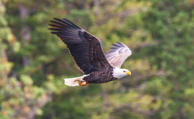 Eagle in flight over lake Coeur d'Alene Idaho with forest background