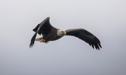 Eagle in flight over lake Coeur d'Alene Idaho