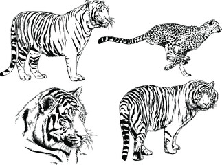 vector drawings sketches different predator , tigers lions cheetahs and leopards are drawn in ink by hand , objects with no background