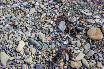 The sea shore after a storm. Seaweed and wooden fragments were thrown on the rocky beach. Broken and whole shells. Rapana. Textured rocky sea background.