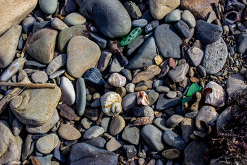 The sea shore after a storm. Seaweed and wooden fragments were thrown on the rocky beach. Broken and whole shells. Rapana. Textured rocky sea background.