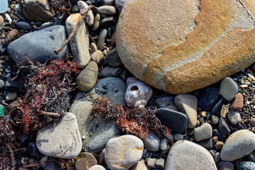 The sea shore after a storm. Seaweed and wooden fragments were thrown on the rocky beach. Broken and whole shells. Rapana. Textured rocky sea background.