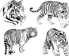 vector drawings sketches different predator , tigers lions cheetahs and leopards are drawn in ink by hand , objects with no background