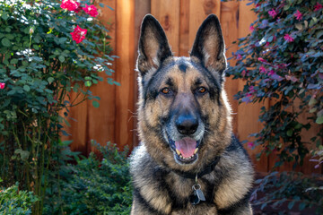 A German Shepherd in a garden