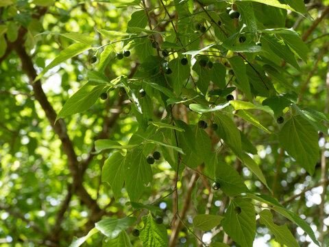 (Celtis occidentalis) Common or american hackberry tree with dense green foliage and small unripe fruits on branches