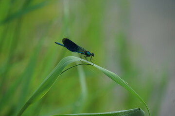 dragonfly on the grass