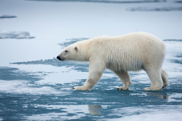 Naklejka na ściany i meble Polar Bear, Svalbard, Norway