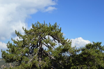 кедр в горном лесу на Кипре