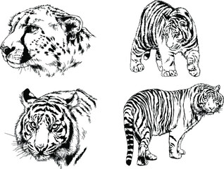 vector drawings sketches different predator , tigers lions cheetahs and leopards are drawn in ink by hand , objects with no background