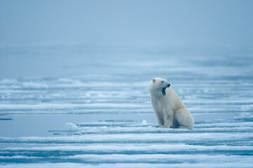 Obraz na płótnie Canvas Polar Bear, Svalbard, Norway