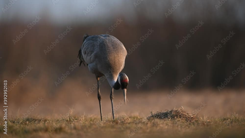 Poster common crane bird ( grus grus )