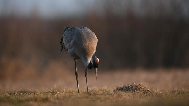 Common crane bird ( grus grus )	