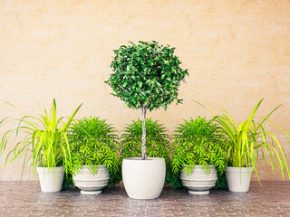 3D Rendering Topiary Plant in Pot Against Wall