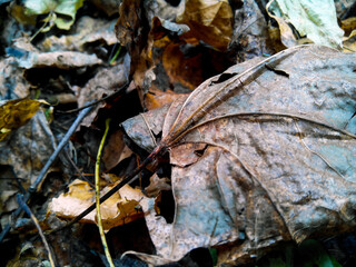 autumn leaves in the snow