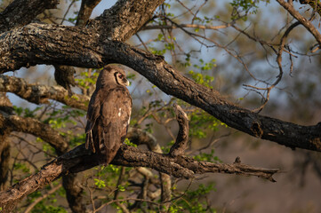 Fototapeta na wymiar Large Verreaux's eagle owl perched on a low branch staring directly ahead in the early morning light