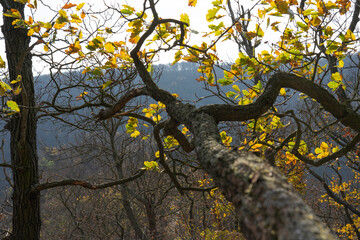Fototapeta na wymiar Herbstbaum