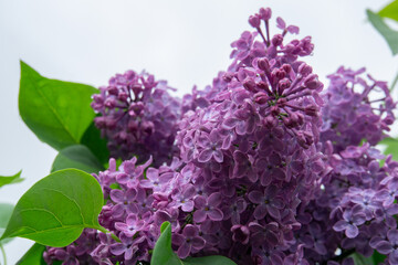 lilac flowers in the garden