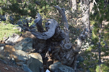 Кипр, ствол старого дерева в лесу на склоне горы