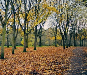 Fallen leaves and naked trees in autumn.