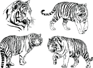 vector drawings sketches different predator , tigers lions cheetahs and leopards are drawn in ink by hand , objects with no background