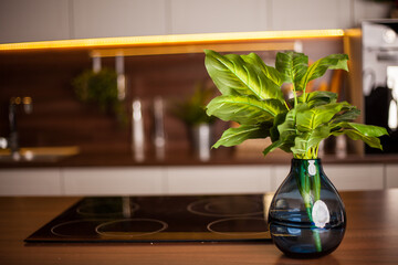 Bright kitchen. Home interior. Various items in the kitchen, live plants
