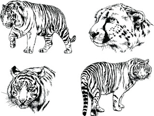 vector drawings sketches different predator , tigers lions cheetahs and leopards are drawn in ink by hand , objects with no background