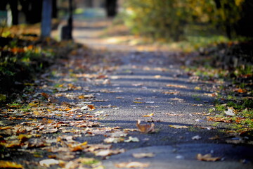 autumn in the park