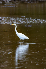 Great White Egret at Islandmagee wildlife reserve, County Antrim, Northern Ireland