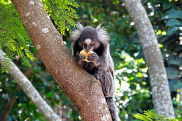 Sagui comendo fruta