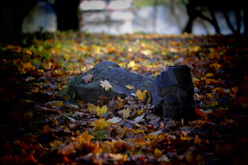 autumn in the park