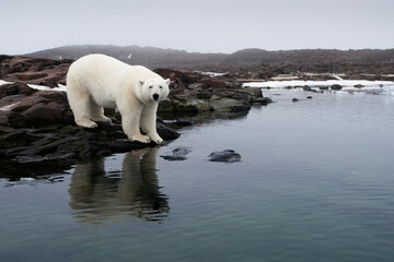Polar Bear, Svalbard, Norway