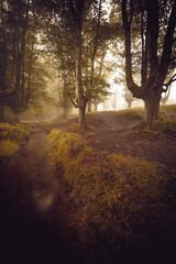 Bosque Hayedo de Otzarreta nublado en el Pais Vasco