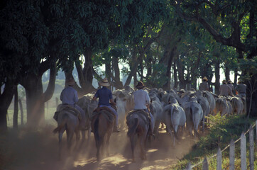 Peões tocandob boiada - boiadeiro .