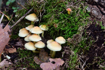 Knollenblätterpilz im herbst im winter