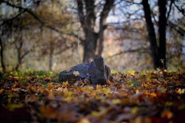 autumn in the forest