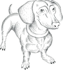 Obraz premium The Vector logo hunting dog Dachshund for tattoo or T-shirt design or outwear. Cute print style dog Dachshund background. This hand drawing would be nice to make on the black fabric or canvas.