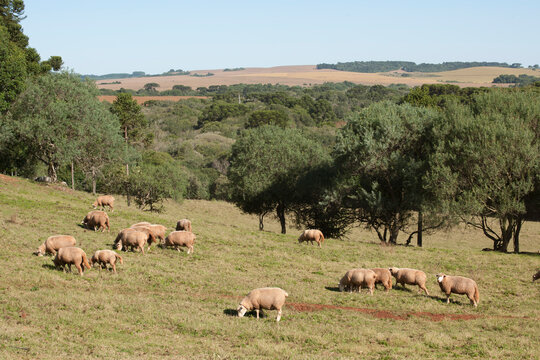 Cria&ccedil;&atilde;o de ovelhas.