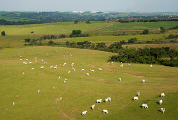 Vista aérea de fazenda de criação extensiva de gado de corte.
