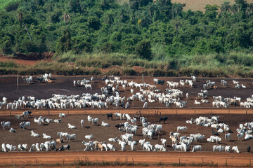 Vista a&eacute;rea de fazenda de cria&ccedil;&atilde;o de gado de corte