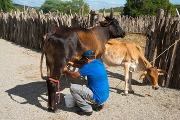 Sertanejo ordenhando vaca - tirando leite.