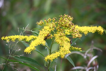 yellow flowers on a green background