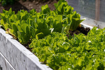 A planter of large healthy raw heads of organic romaine lettuce growing in a garden on a farm. It has vibrant green crispy leaves. The sun is shining on the lush fresh vegetable plant with brown dirt.