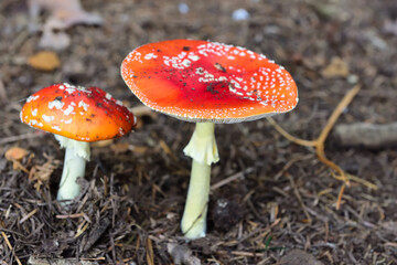 Roter Fliegenpilz im herbst im wald von meerbusch