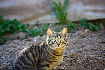 tabby cat on the ground