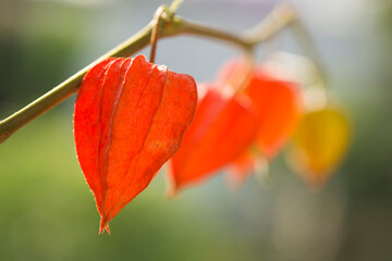  A sprig of physalis peruviana on a green background.