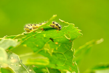 The voracious yellow-green shaggy with black dots of the caterpillar destroys fresh foliage. Pests threaten the garden site.